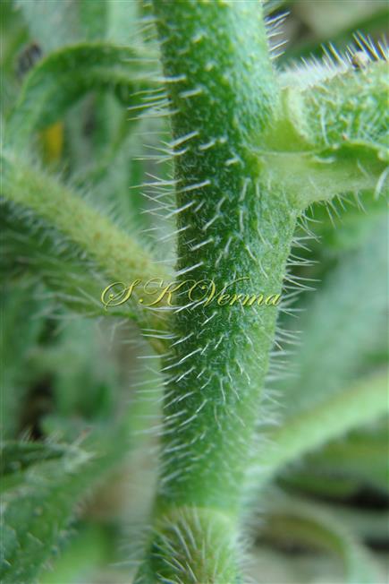   Stem with two types of hairs
